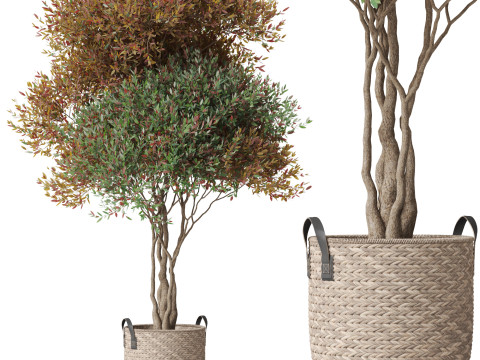 Plants collection 794 3D 모델