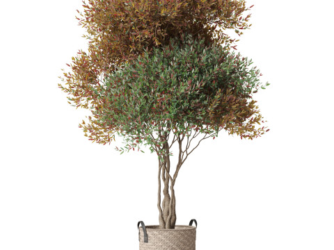Plants collection 794 3D Model
