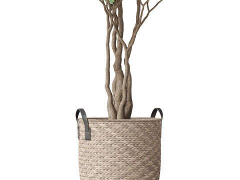 Plants collection 794 3D Model
