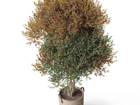 Plants collection 794 3D Model