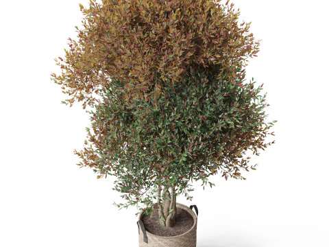 Plants collection 794 3D Model