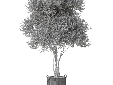 Plants collection 794 3D Model