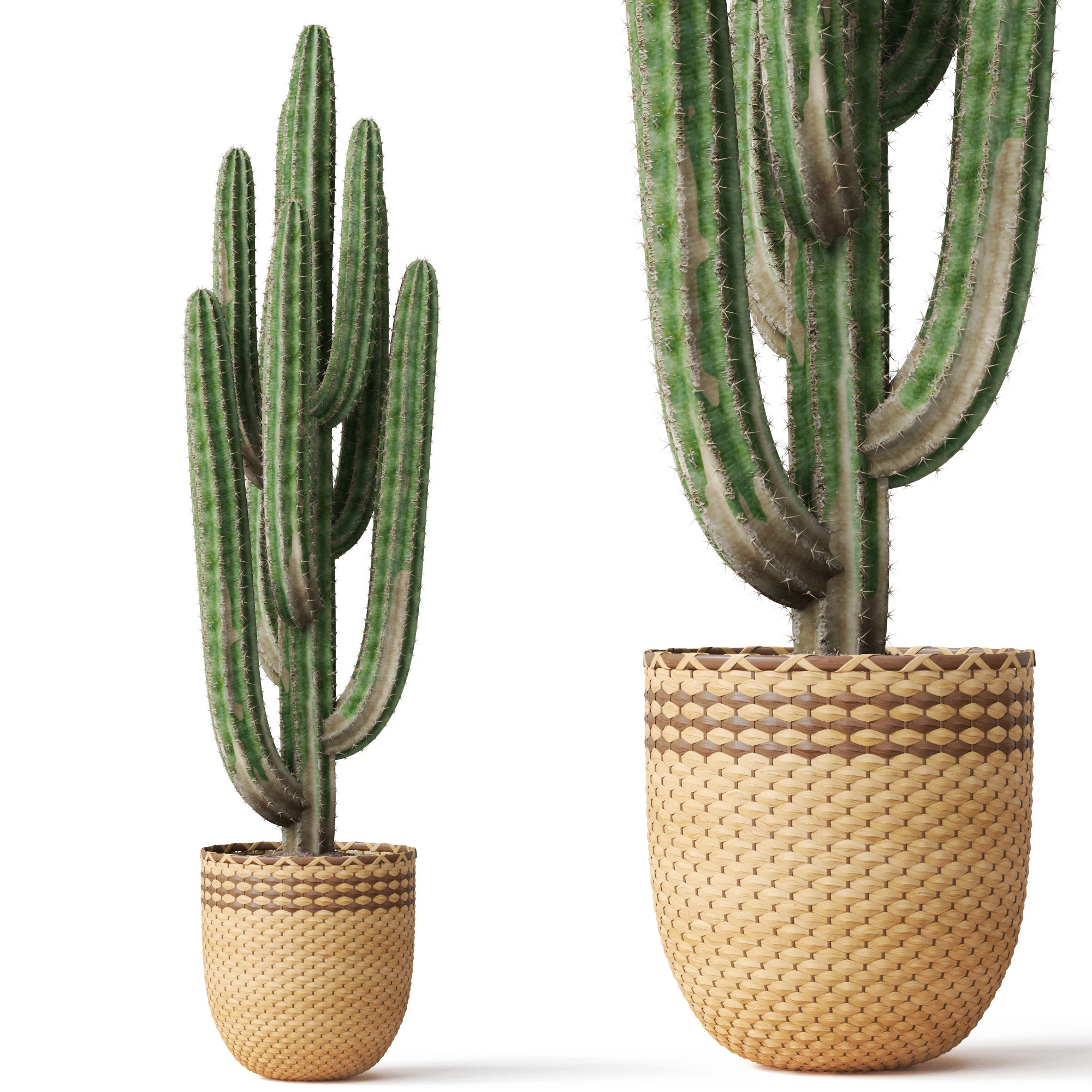 Plants collection 795 3D Model .c4d .max .obj .3ds .fbx .stl .blend 