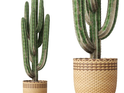 Plants collection 795 3D 모델