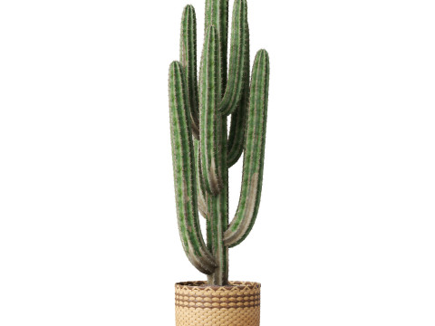 Plants collection 795 3D Model