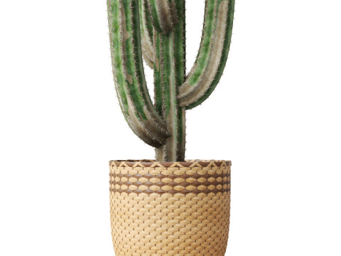 Plants collection 795 3D Model