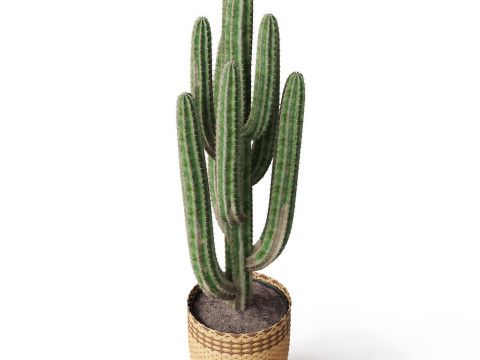 Plants collection 795 3D Model