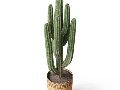 Plants collection 795 3D Model
