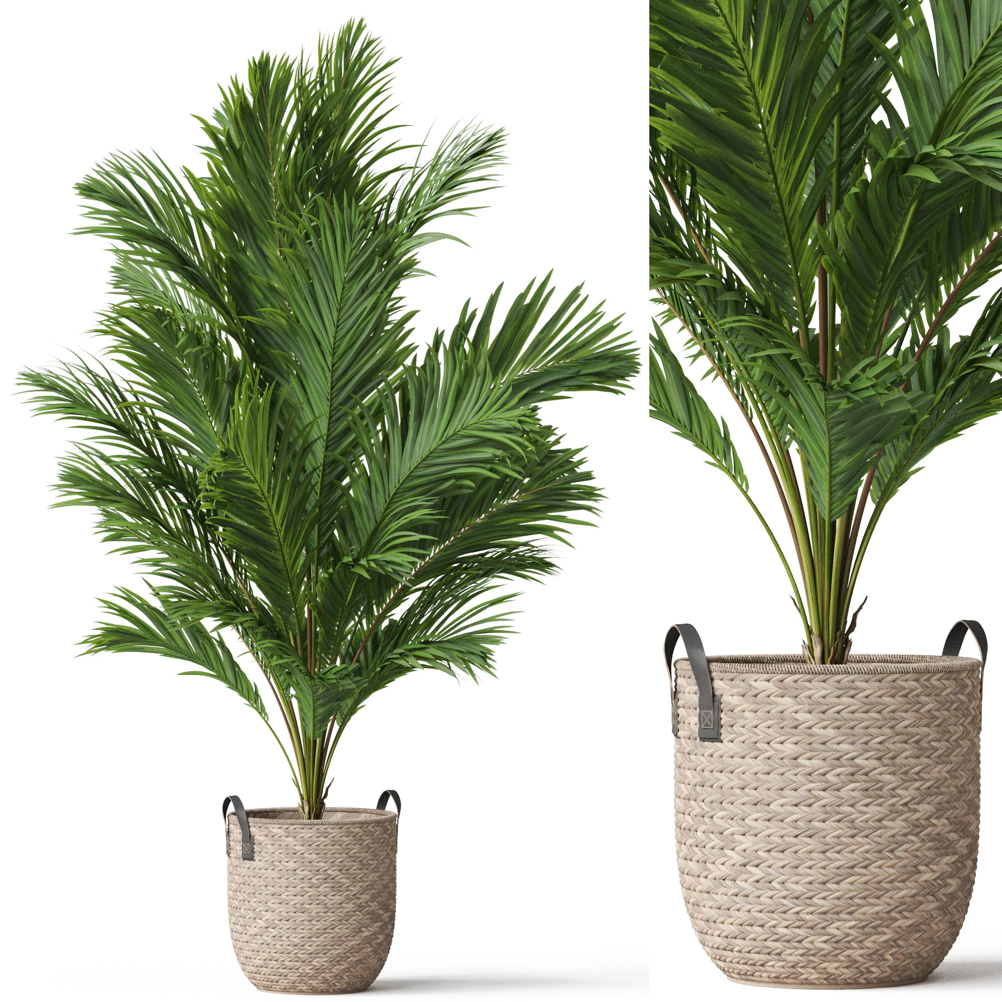 Plants collection 796 3D Model .c4d .max .obj .3ds .fbx .stl .blend 