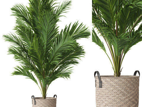 Plants collection 796 3D 모델