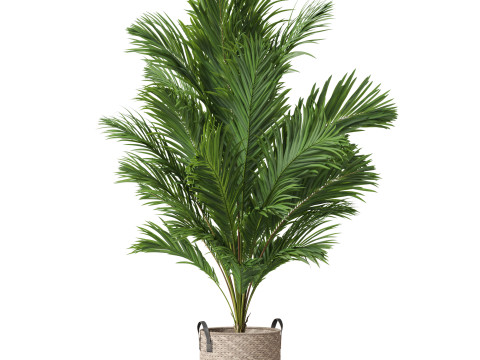 Plants collection 796 3D Model
