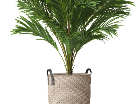 Plants collection 796 3D Model