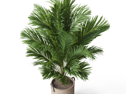 Plants collection 796 3D Model