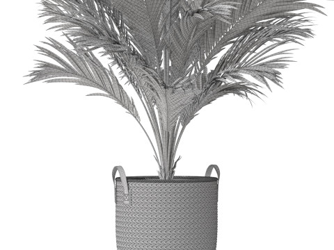Plants collection 796 3D Model