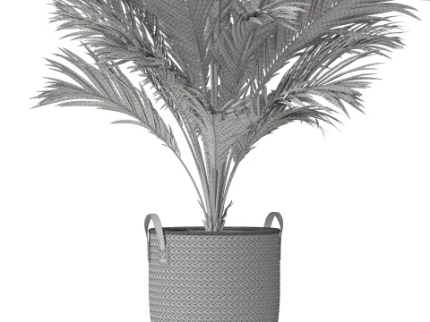Plants collection 796 3D Model