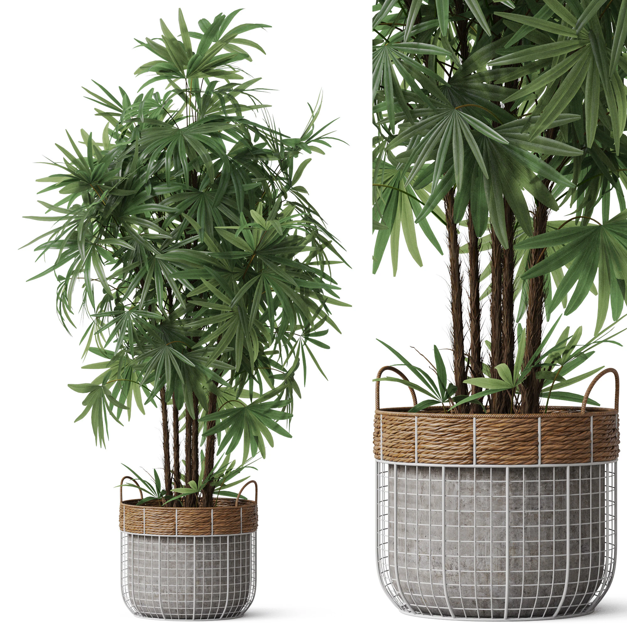 Plants collection 798 3D Model .c4d .max .obj .3ds .fbx .stl .blend