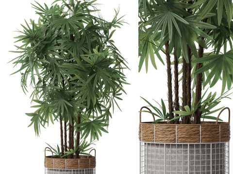 Plants collection 798 3D 모델