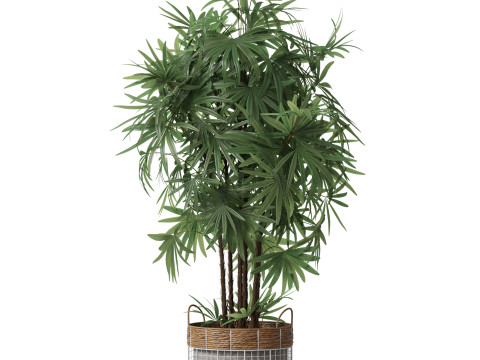Plants collection 798 3D Model