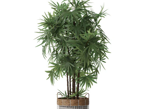 Plants collection 798 3D Model