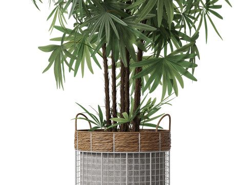 Plants collection 798 3D Model