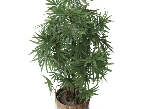 Plants collection 798 3D Model