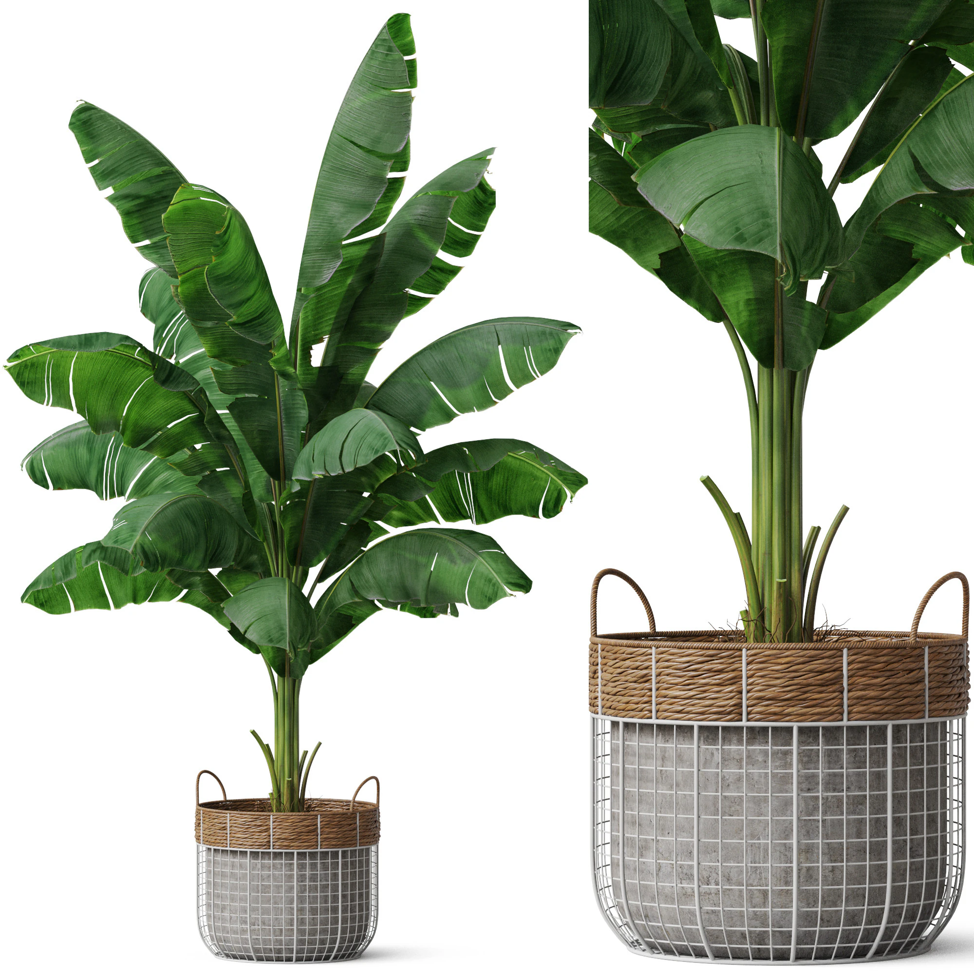 Plants collection 799 3D Model .c4d .max .obj .3ds .fbx .stl .blend 