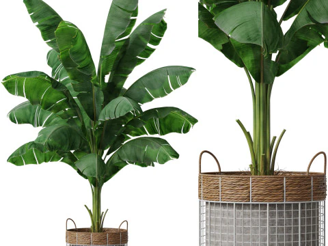 Plantencollectie 799 3D Model