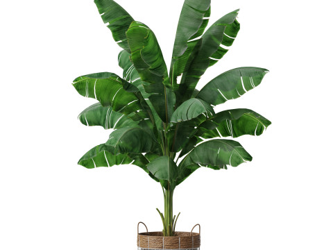 Plants collection 799 3D Model