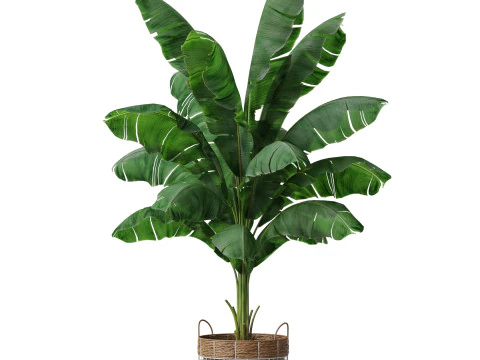 Plants collection 799 3D Model