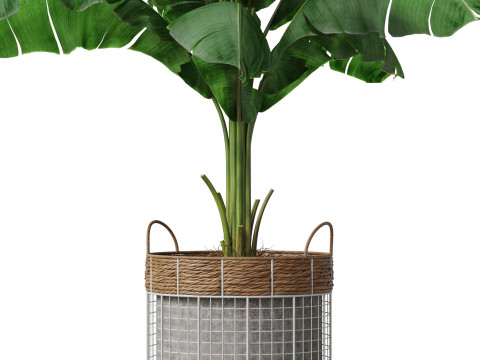 Plants collection 799 3D Model