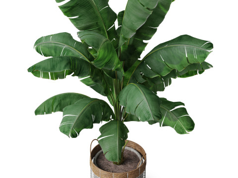 Plants collection 799 3D Model