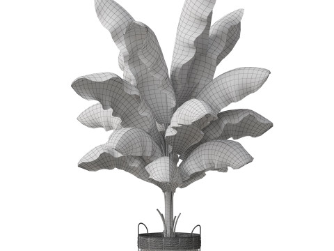 Plants collection 799 3D Model
