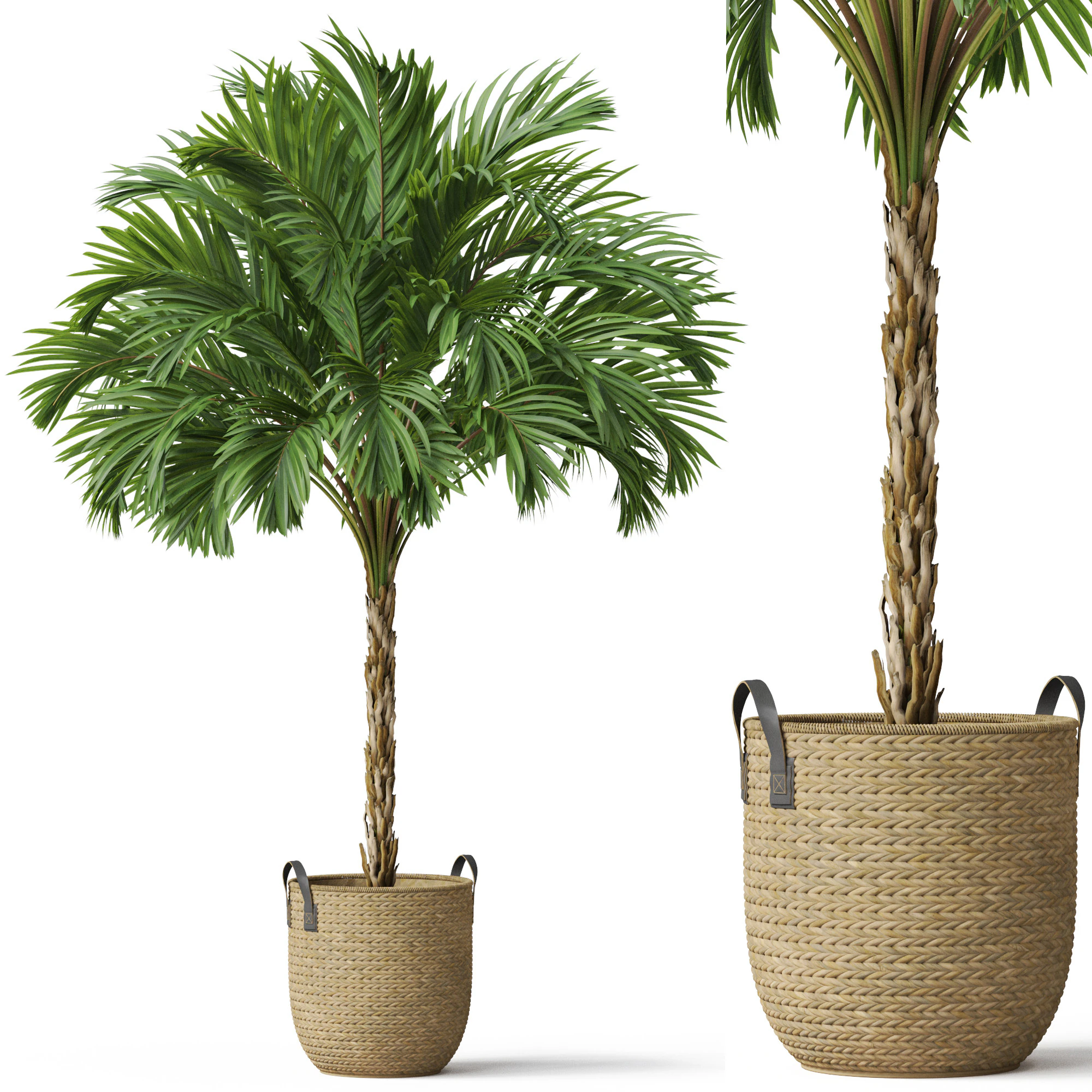 Plants collection 797 3D Model .c4d .max .obj .3ds .fbx .stl .blend 