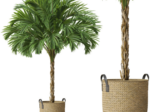 Plants collection 797 3D 모델
