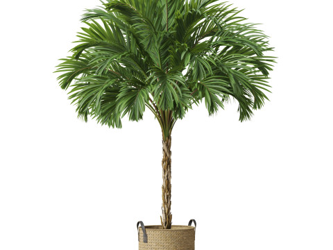 Plants collection 797 3D Model