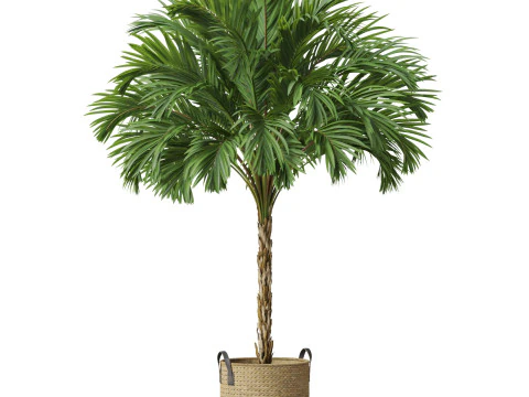 Plants collection 797 3D Model