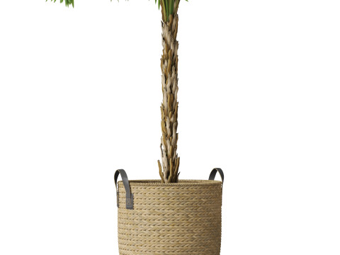 Plants collection 797 3D Model