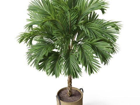 Plants collection 797 3D Model