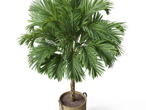 Plants collection 797 3D Model