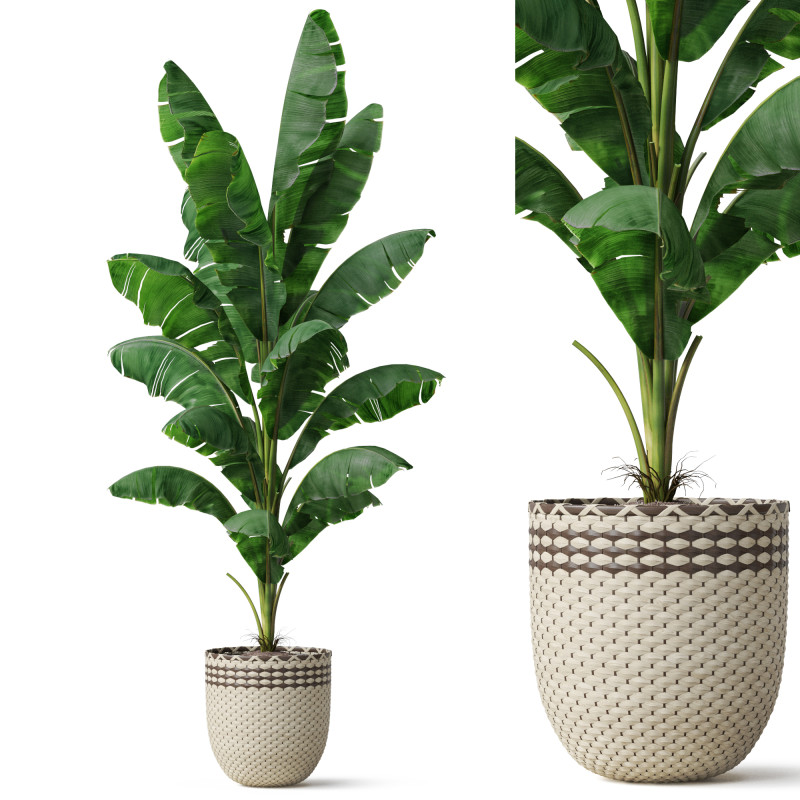Plants collection 800 Model 3D .c4d .max .obj .3ds .fbx .stl .blend