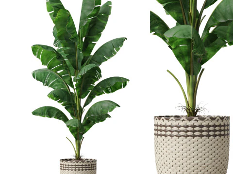 Plantencollectie 800 3D Model