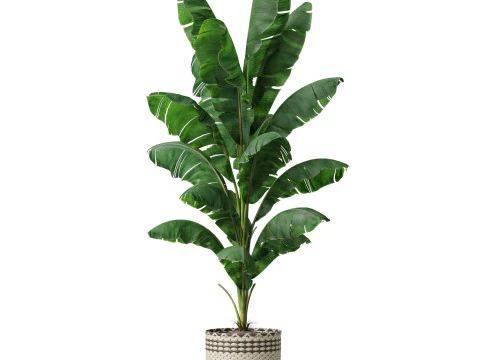 Plants collection 800 3D Model