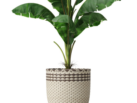 Plants collection 800 Model 3D