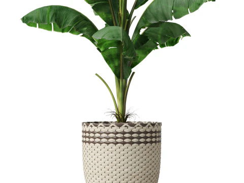 Plants collection 800 3D Model