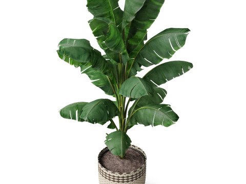 Plants collection 800 Model 3D