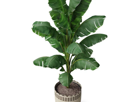 Plants collection 800 3D Model