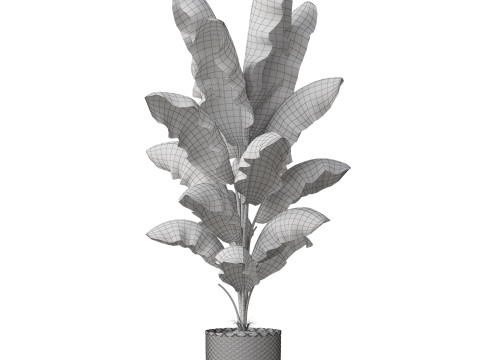 Plants collection 800 Model 3D