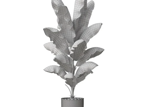 Plants collection 800 3D Model