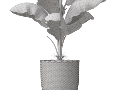 Plants collection 800 Model 3D