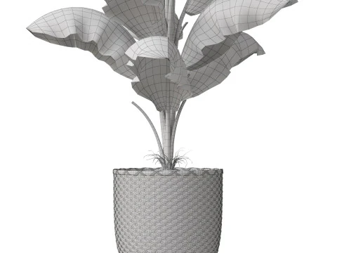 Plants collection 800 3D Model